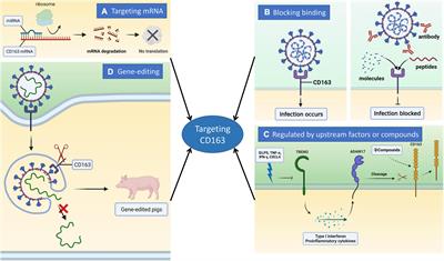 Recent advances in inhibition of porcine reproductive and respiratory syndrome virus through targeting CD163